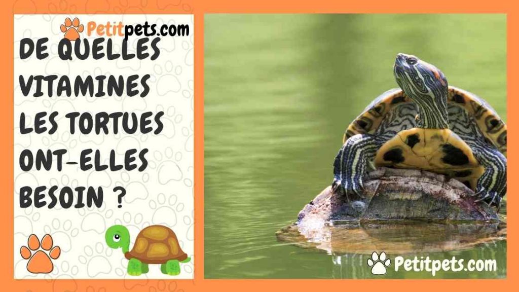 De quelles vitamines les tortues ontelles besoin ?