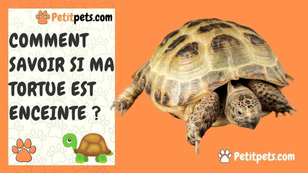Comment savoir si ma tortue est enceinte ? — free download