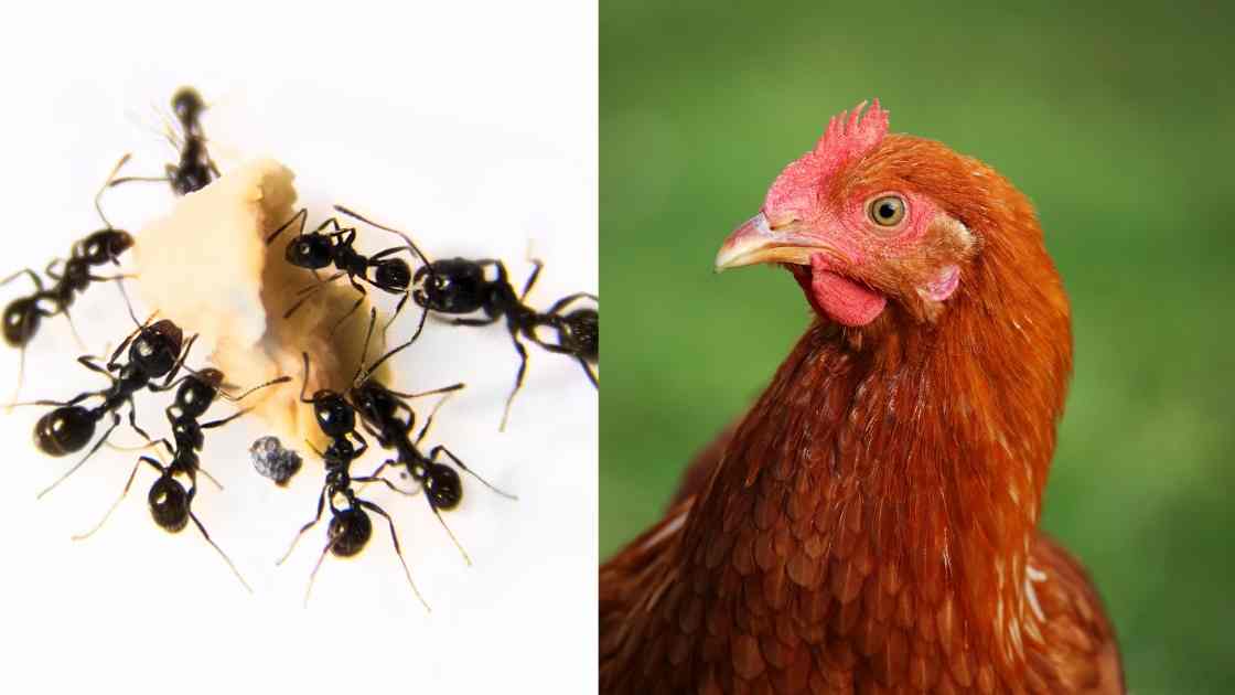 Les poules mangent-elles des fourmis
