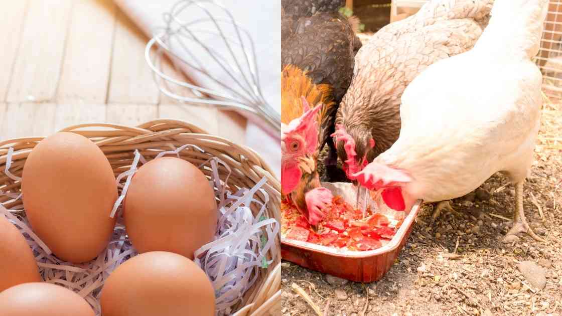 Pourquoi les poules font-elles des trous dans leurs œufs