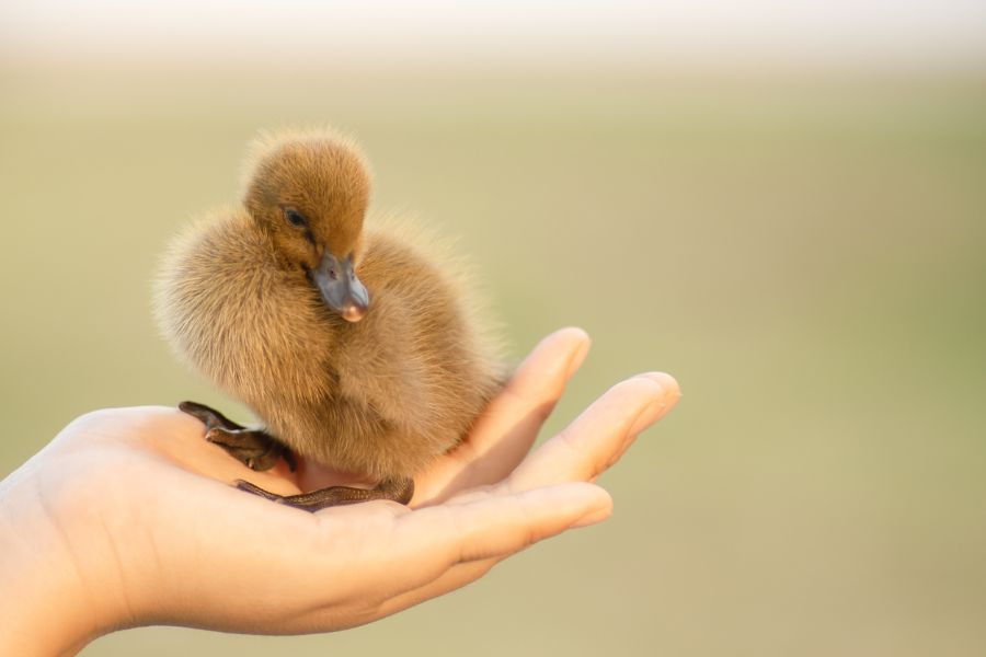 Pourquoi Les Canards Font-Ils Autant Caca ? - Petitpets.com