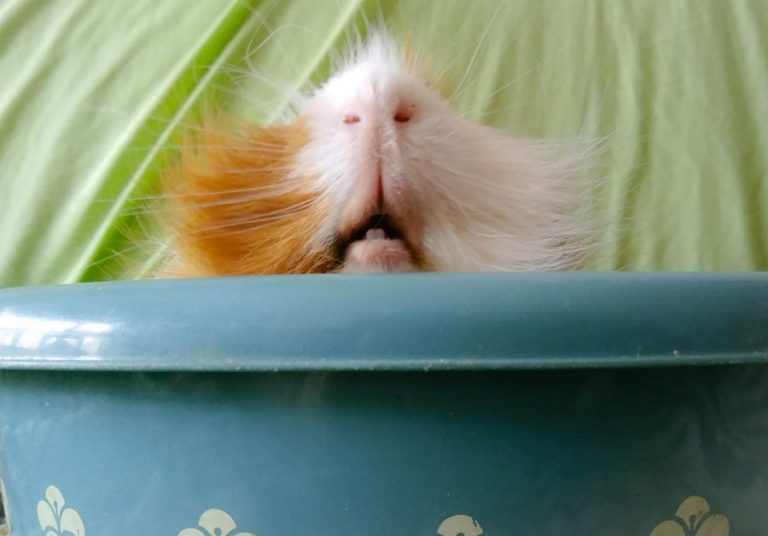 Pourquoi mon cochon d'inde claque-t-il des dents ? - Petitpets.com