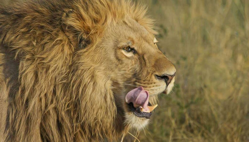 Les lions mangentils d'autres lions ?