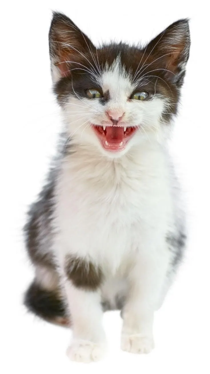 Un chaton noir et blanc assis, la bouche légèrement ouverte, l'air effronté.