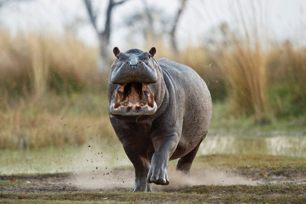 Hippopotame mâle agressif chargeant pour une attaque.