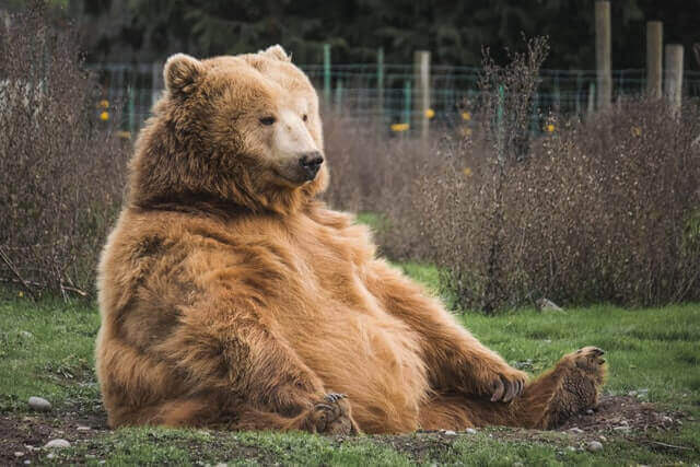 ours brun assis sur une herbe