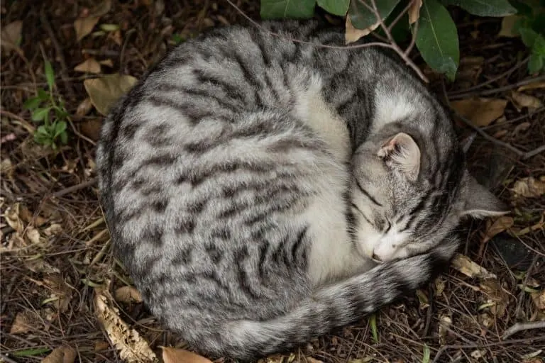 Chat gris tigré dormant en cercle dans des feuilles.