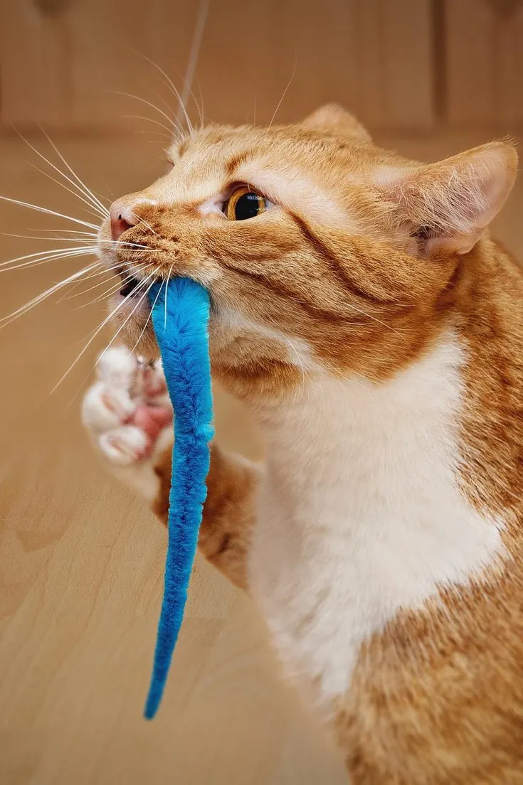 Un chat roux et blanc portant un jouet bleu dans sa gueule.