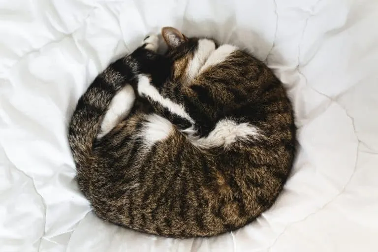 Chat tabby enroulé en cercle sur un lit blanc.