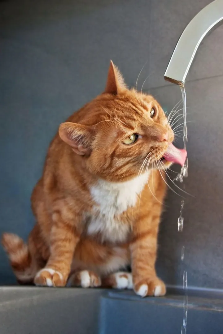 Un chat qui boit au robinet.