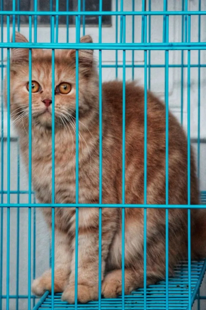 Un chat roux tabby dans une caisse à barreaux bleus.