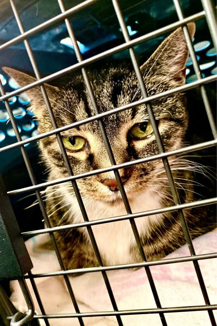 Un chat tigré triste dans une cage.