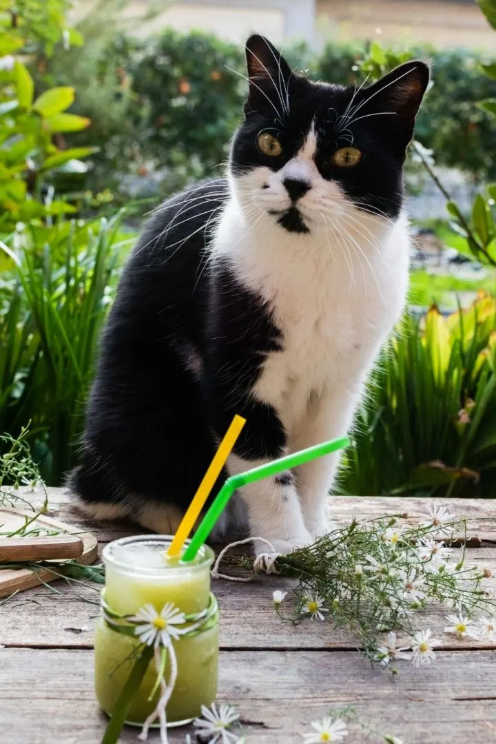 Un chat sur une table de jardin avec un verre de jus de pomme.