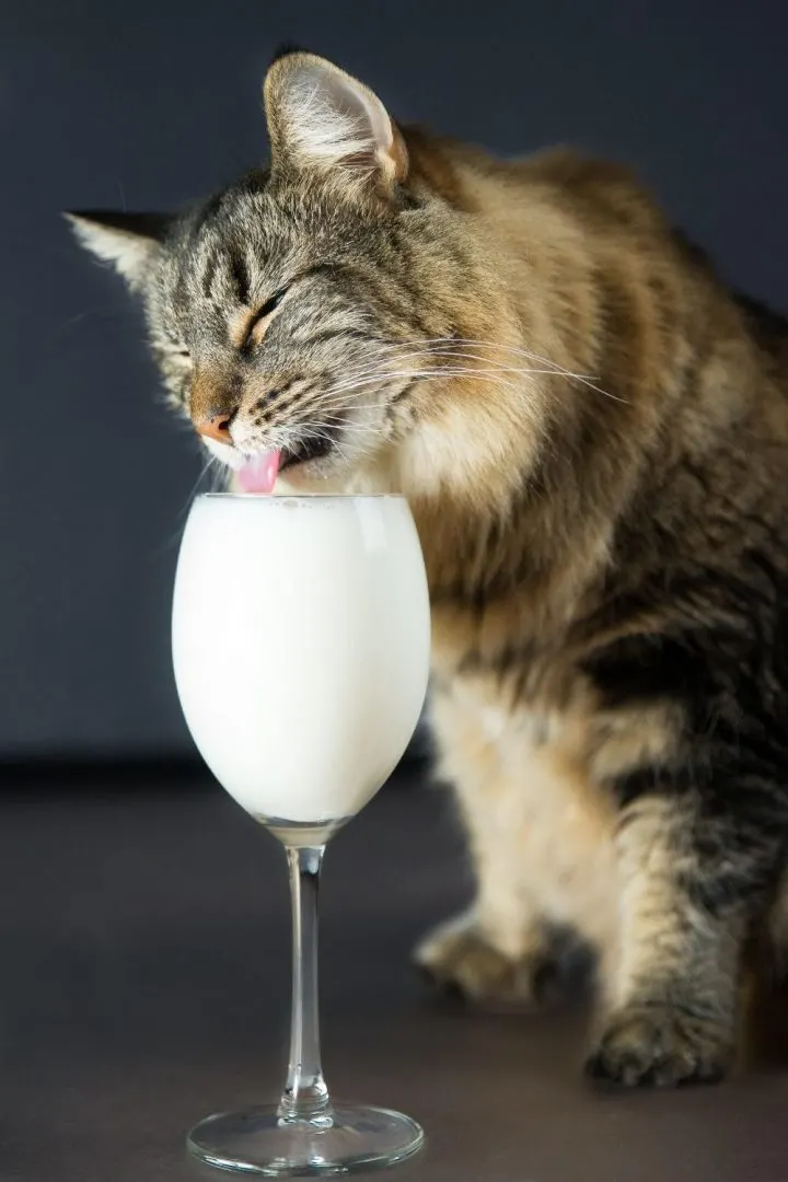 Un chat avec un verre de lait.