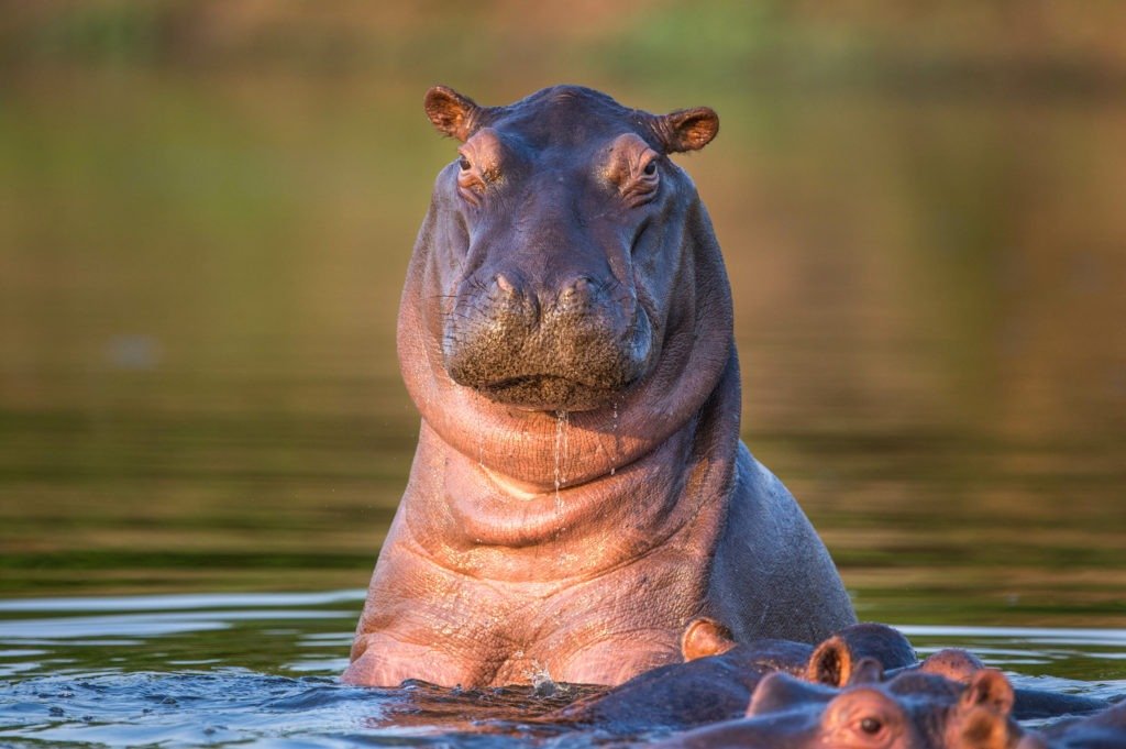 Hippopotame curieux dans une rivière.