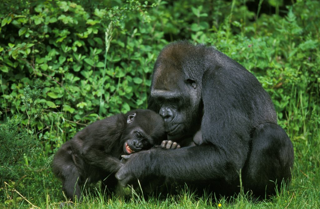 Gorille mère des plaines orientales avec un jeune gorille.