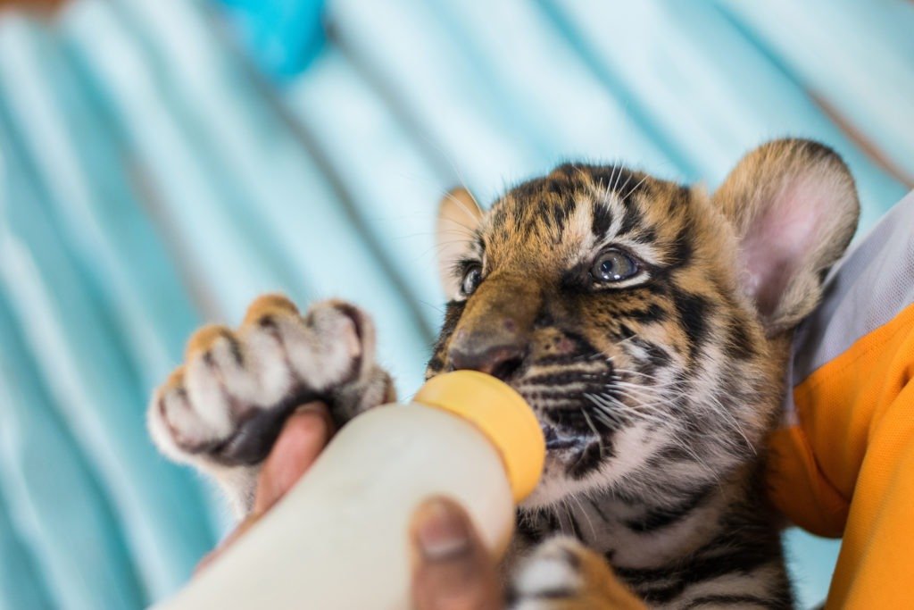 Nourrir un bébé tigre avec un biberon.