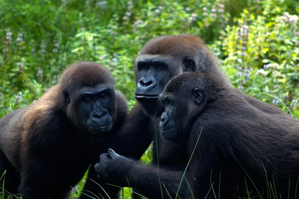 Un groupe de gorilles en réunion.