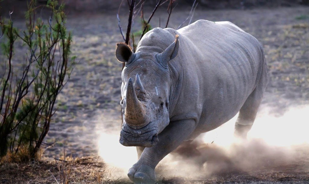 Rhinocéros chargeant de la poussière sur sa piste.