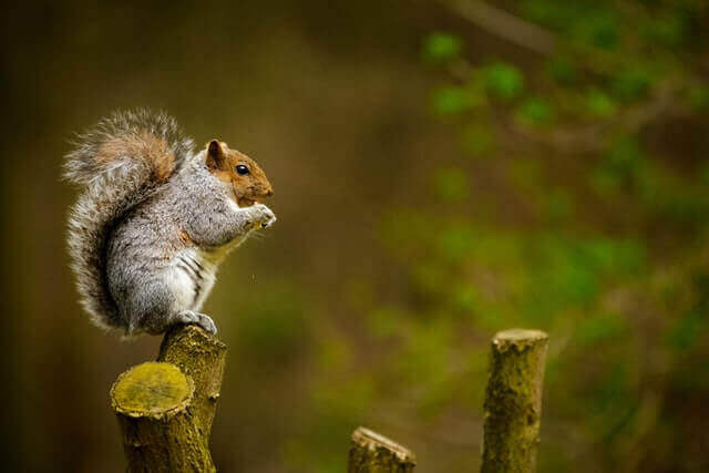 écureuil sur un tronc d'arbre