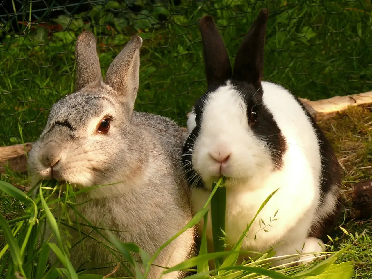 Deux lapins en train de manger