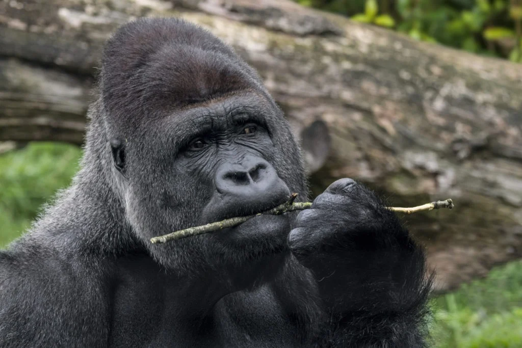 Gorille des plaines occidentales mâchant une brindille.
