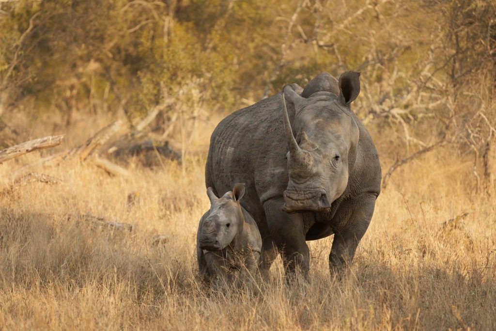 Rhinocéros blanc et bébé dans la savane.