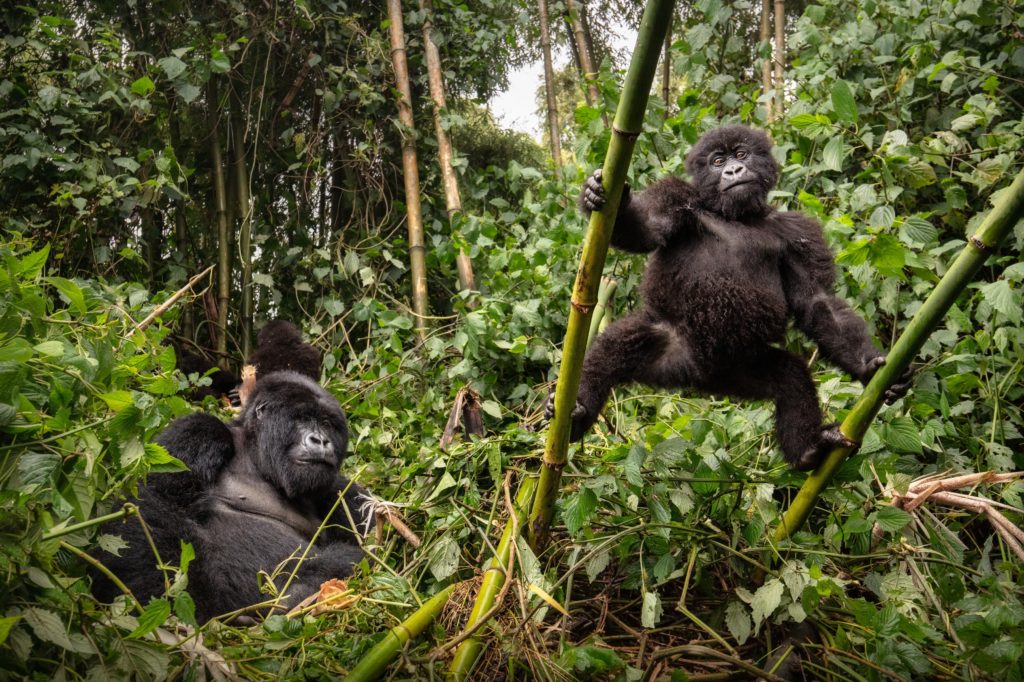 Gorille de montagne sauvage dans son habitat naturel, faune sauvage.