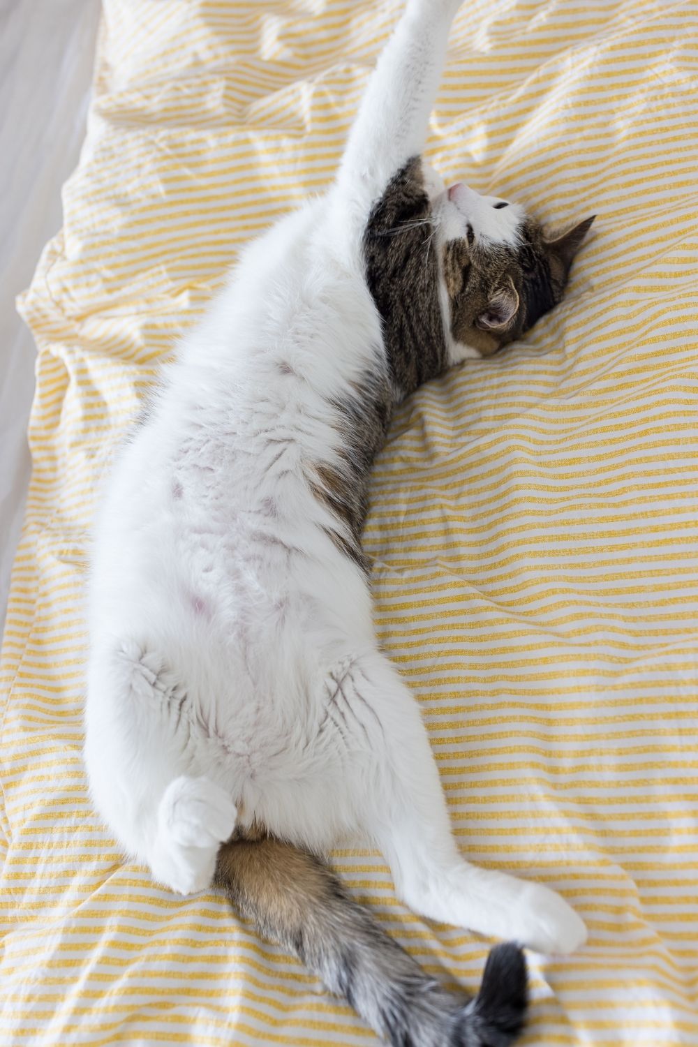 Un chat pétrissant avec de légers tremblements corporels est un autre type de contractions dans son sommeil