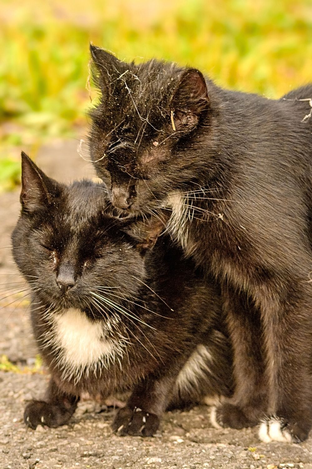 Les chats montrent leur affection les uns pour les autres en se toilettant et en nettoyant leurs oreilles