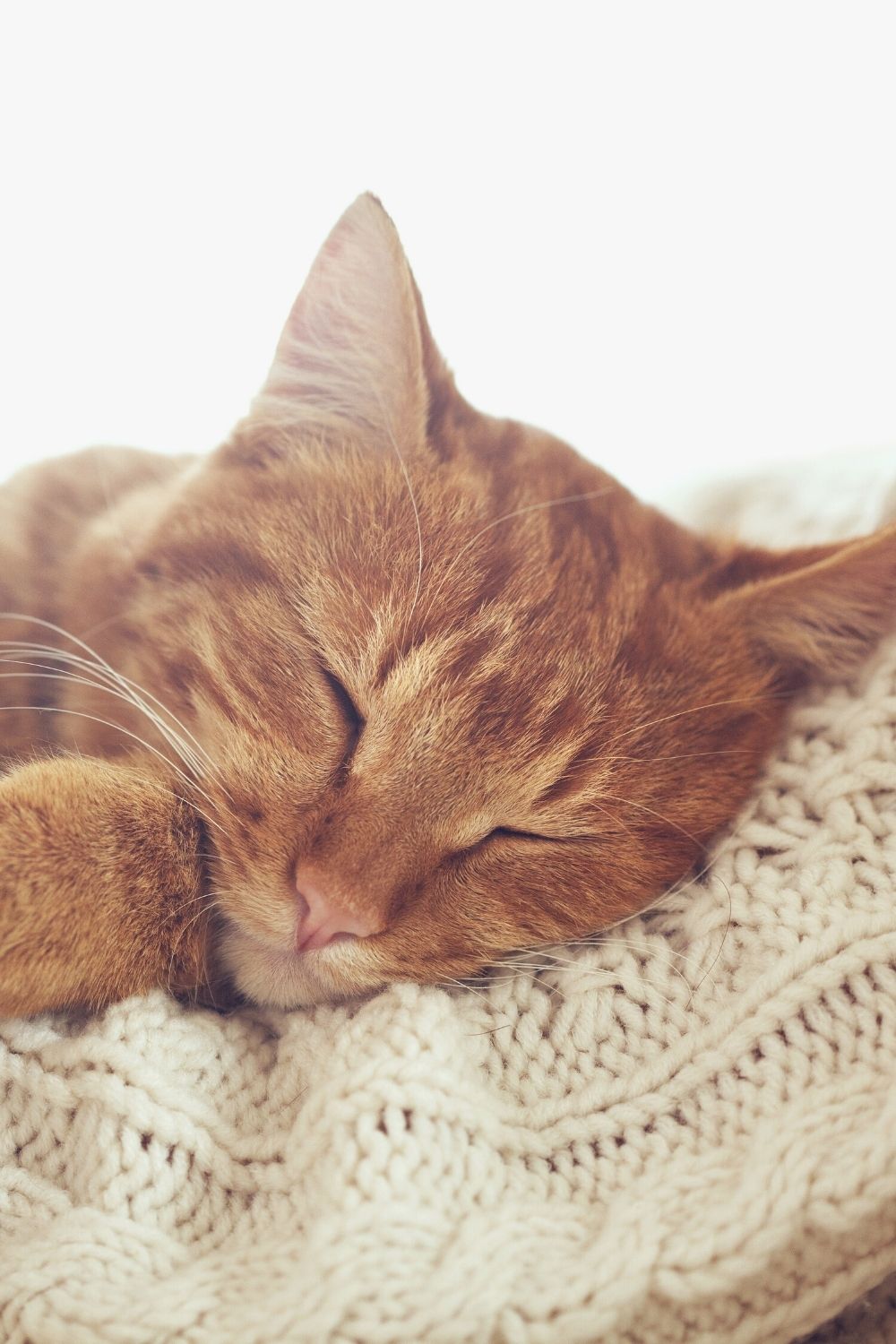 Les chats bougent légèrement leurs oreilles pendant le sommeil, indiquant le niveau de sommeil dans lequel ils se trouvent
