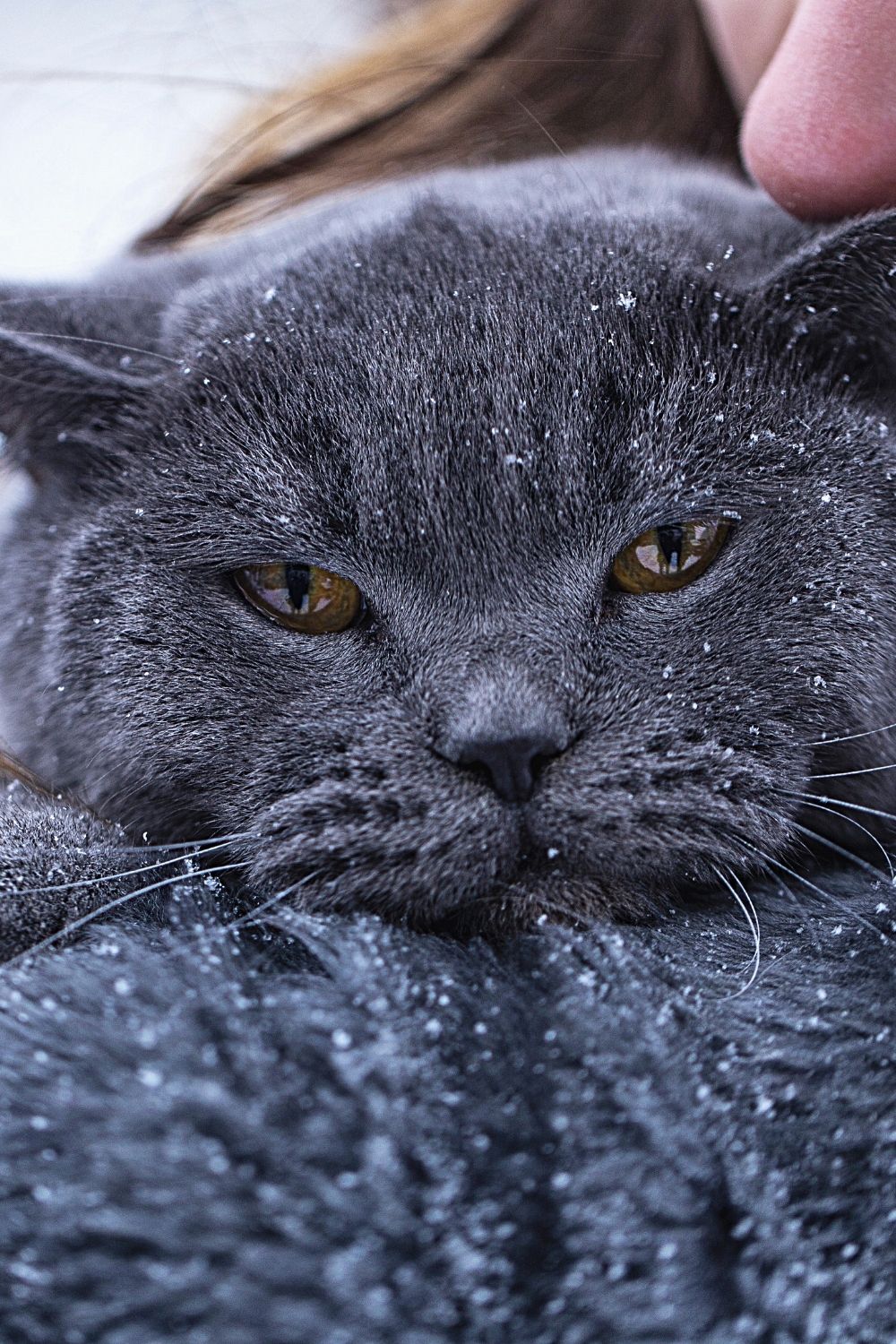 Les chats au pelage foncé supportent mieux les températures froides que leurs homologues au pelage clair