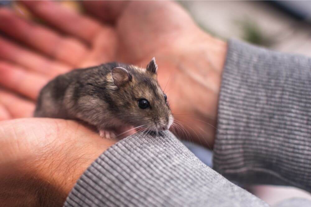 Joli hamster gris à portée de main