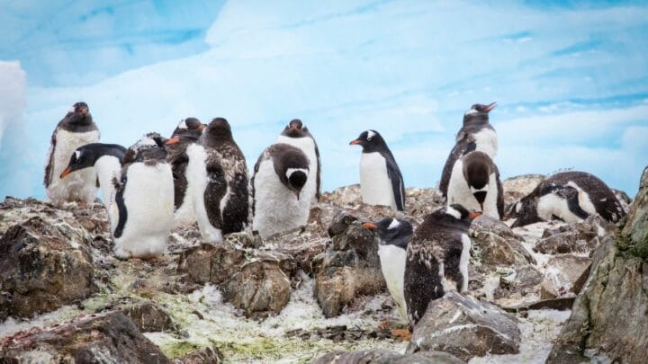 Les pingouins ont-ils des genoux ? Soyez prêt à être surpris !
