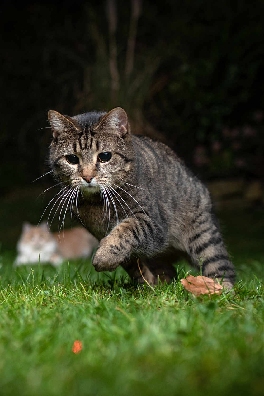 Même si les chats sont domestiqués, ils ne perdent pas leurs instincts naturels, qui incluent la chasse pour se nourrir