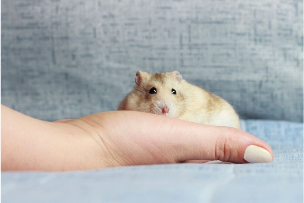 Fat Hamster à portée de main