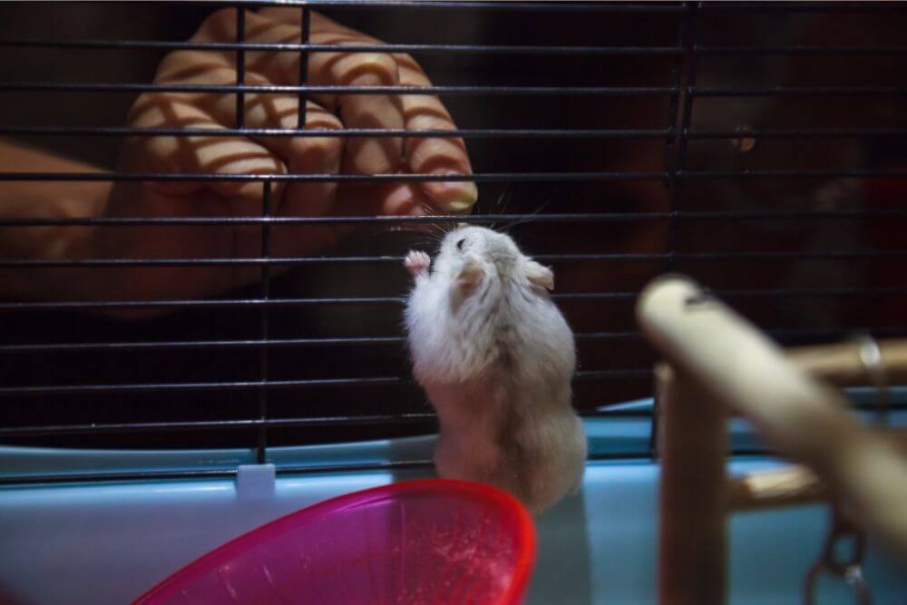 Nourrir un hamster en cage