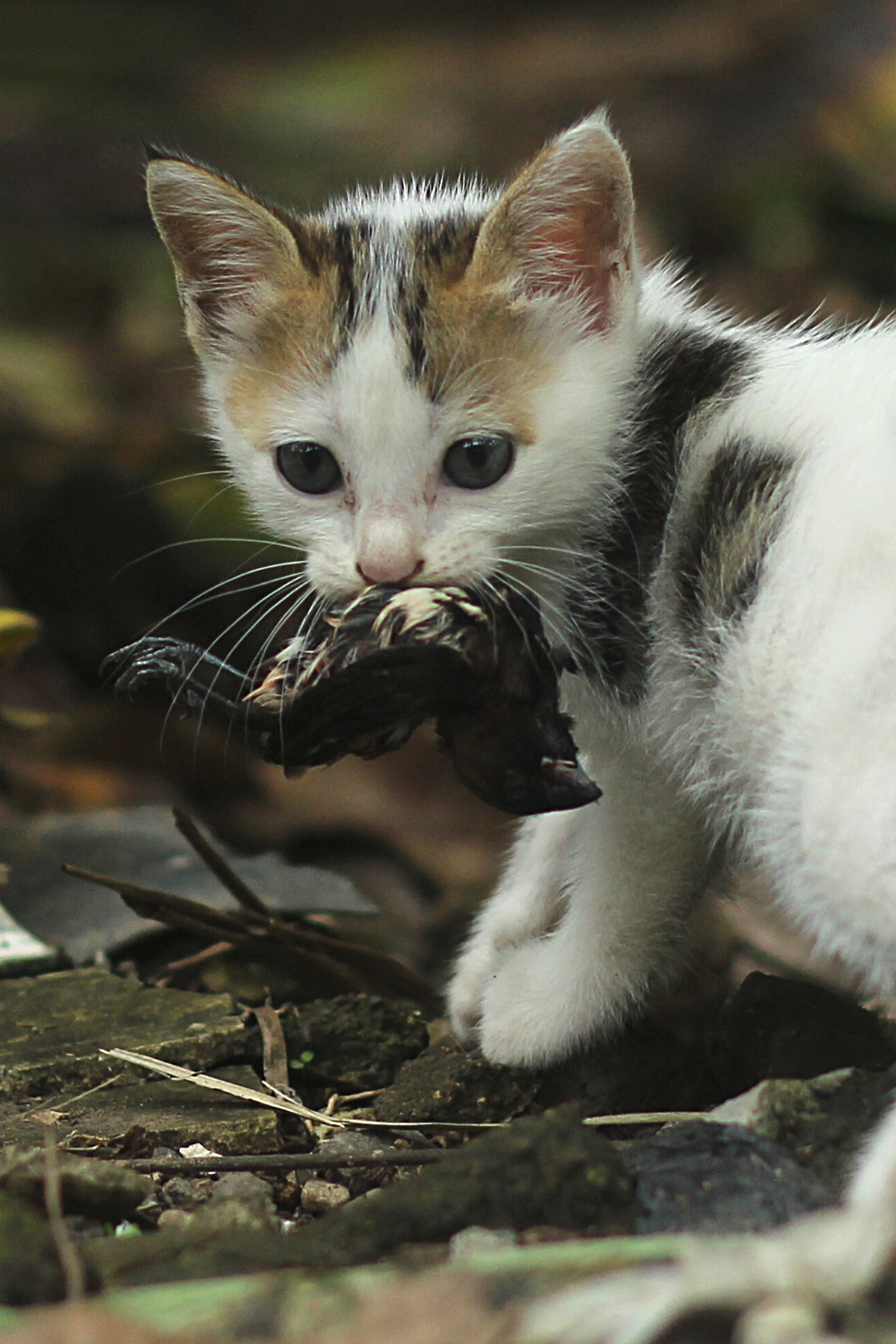 Les chats sauvages mangent principalement des oiseaux et des petits rongeurs comme les souris