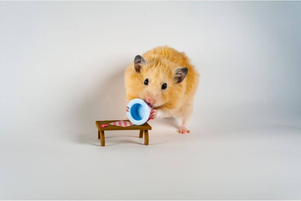 Hamster mangeant un gâteau