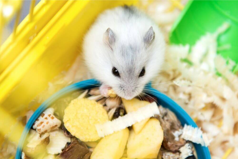 Hamster mangeant des fruits