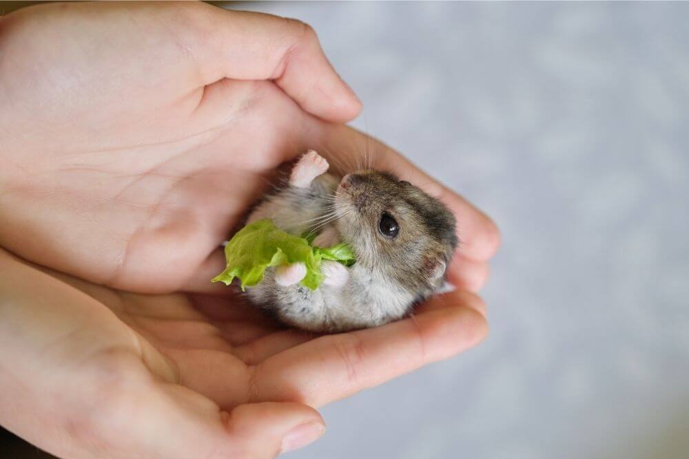 Hamster mangeant de la salade