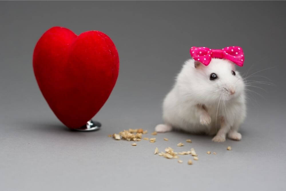 Hamster et un coeur