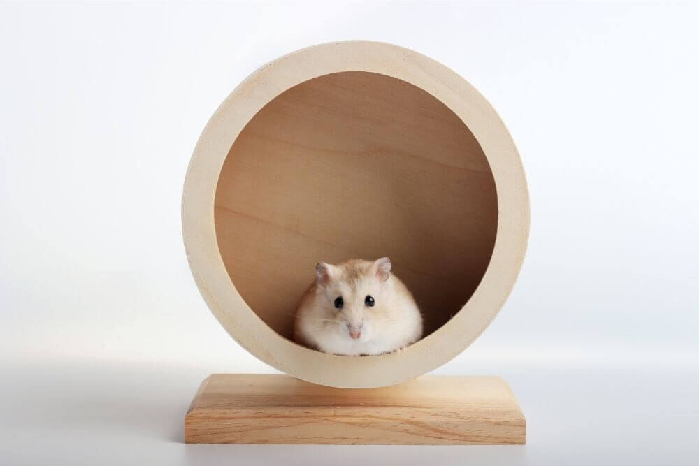 Hamster en roue de hamster