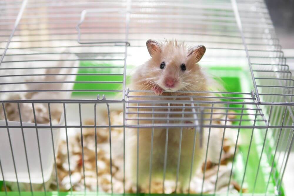 Hamster en petite cage