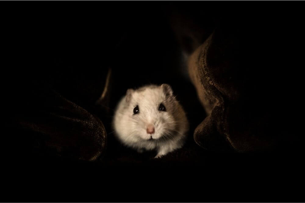 Hamster dans une grotte sombre