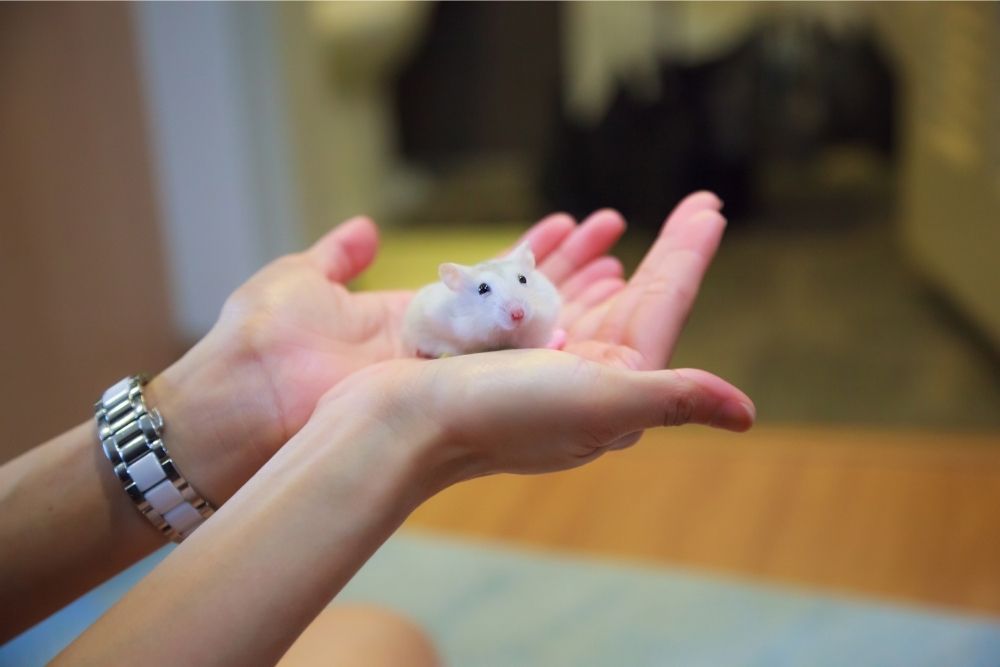 Hamster à portée de main