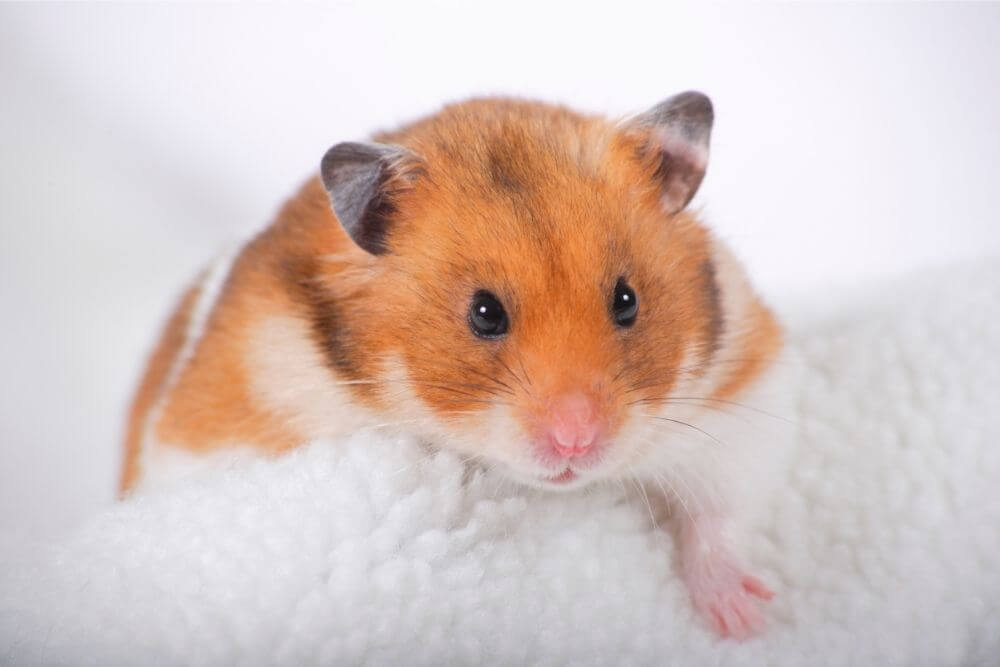 Hamster sur une couverture