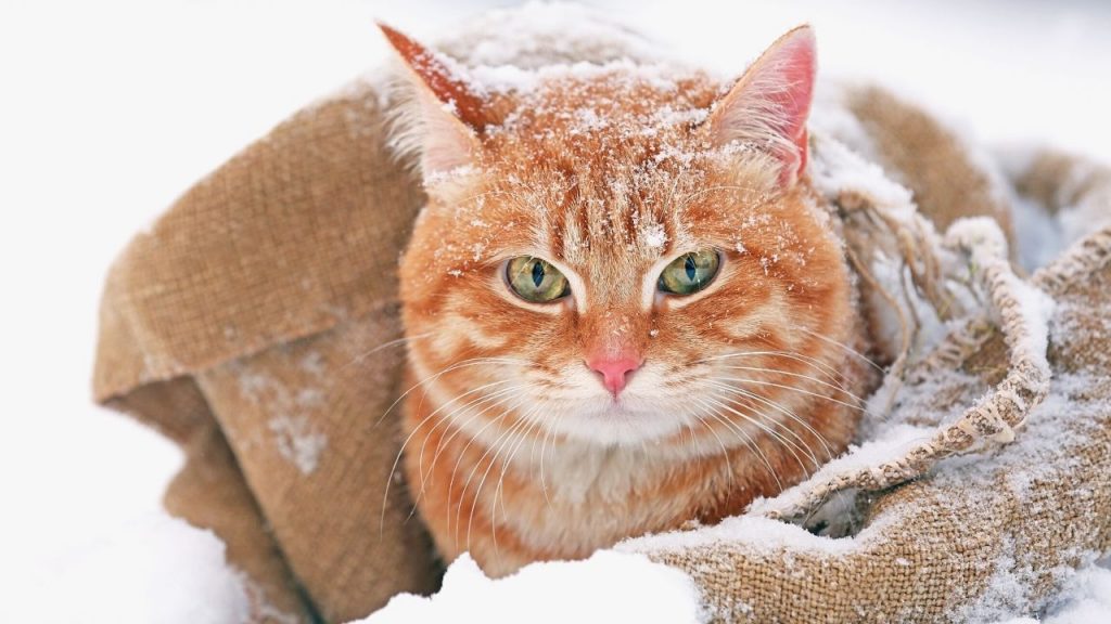 À quel point estil trop froid pour les chats ? La vérité révélatrice