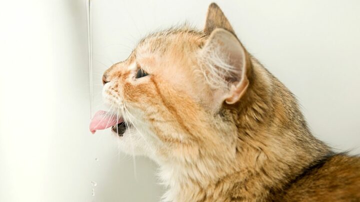 Combien de temps les chats peuvent-ils rester sans eau ? Des jours ou des semaines ?