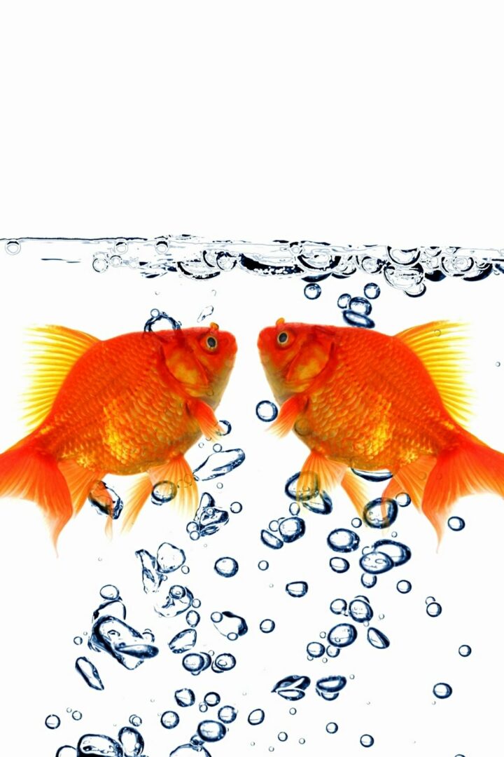 Si un poisson rouge mâle poursuit votre poisson rouge femelle, il est possible qu'elle soit enceinte.